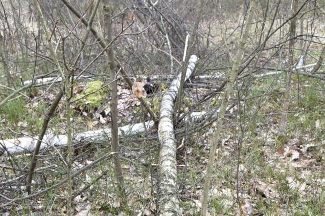 Podczas wycinki na 64-latka spadło drzewo