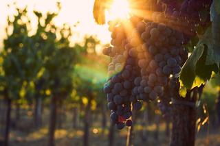 Gdzie się uprawia winogron w Polsce? Znamy odpowiedź