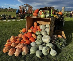 Farma Dyń, Różyniec 28, Gromadka w powiecie bolesławieckim