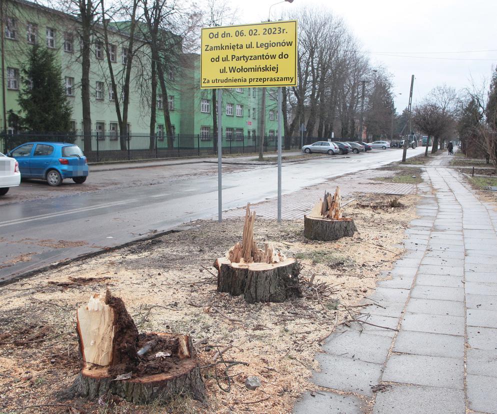  W Wołominie wycinają drzewa na potęgę! Mieszkańcy są wściekli