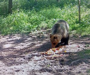 Niedźwiedź brunatny grasuje pod Tarnowem. Fotopułapka zrobiła mu zdjęcia