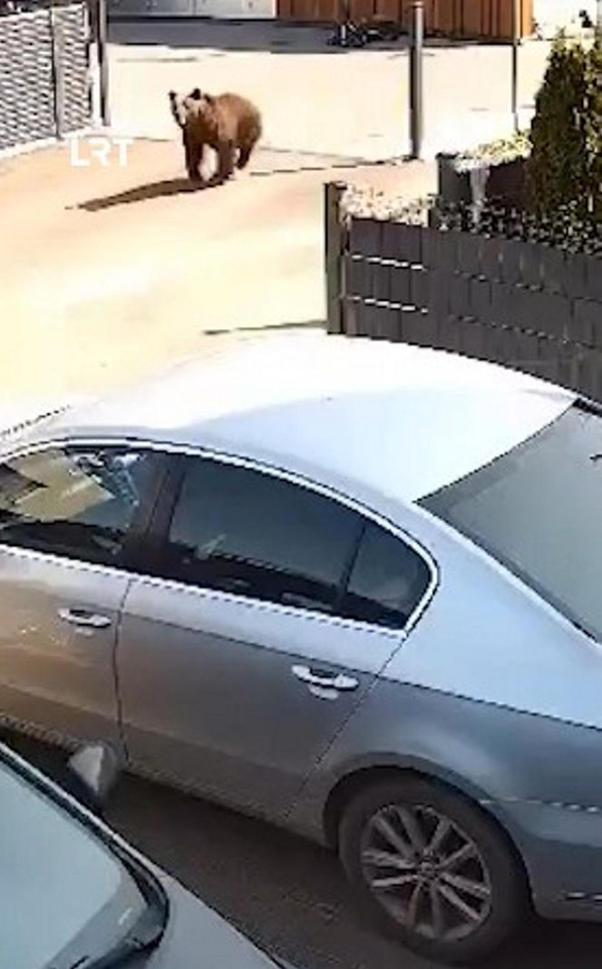 Niedźwiedź w Wilnie