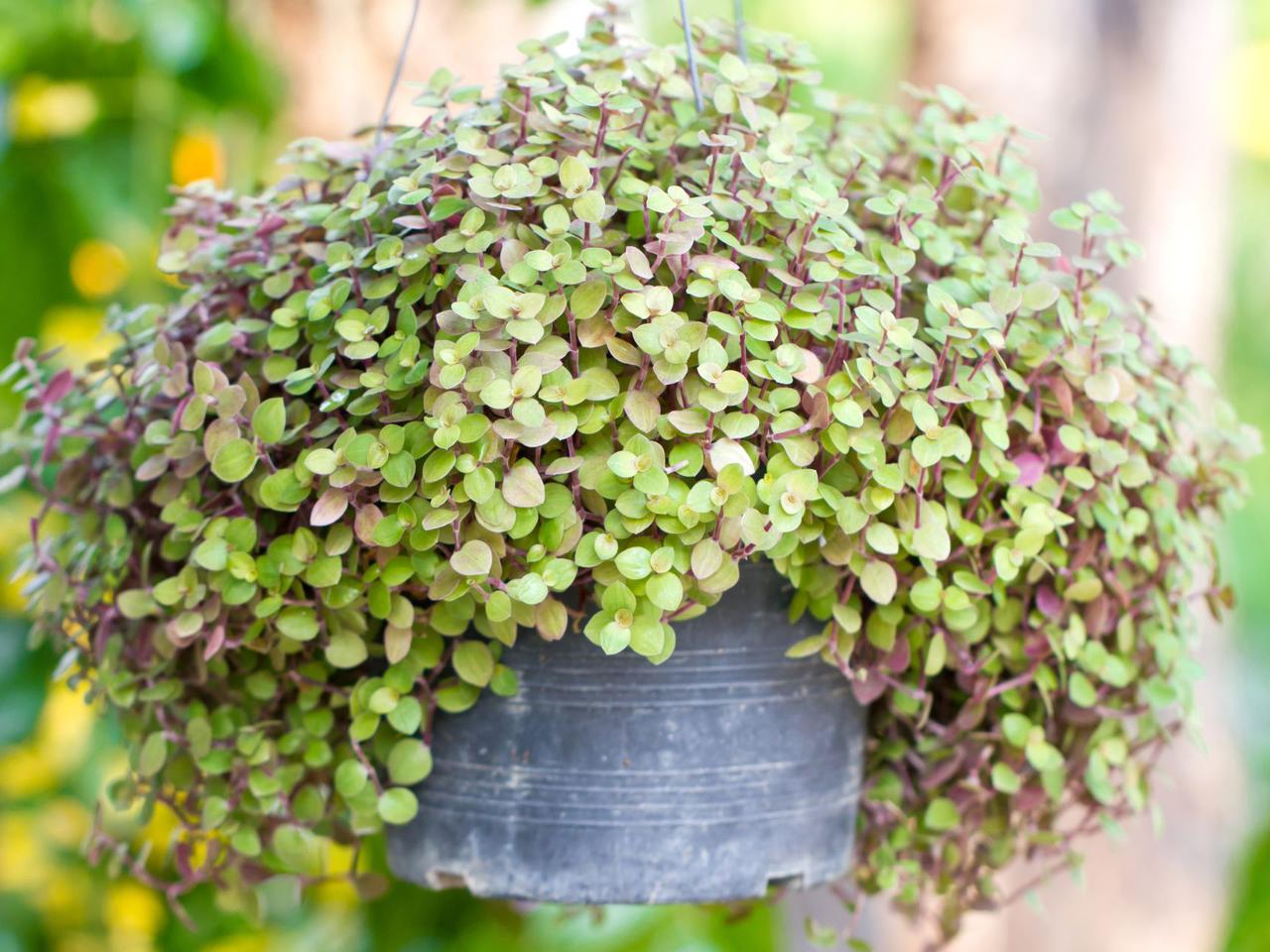 Smużyna płożąca - Callisia repens