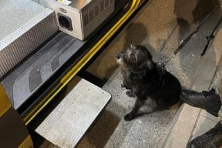 Bohaterski pies z Wrocławia uratował swojego 71-letniego pana