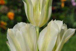 Tulipan 'Spring Green' - Tulipa 'Spring Green'