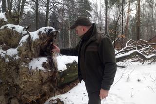 Co dalej z drzewami w Lasach Murckowskich? Prezydent Katowic ma sprytny plan!