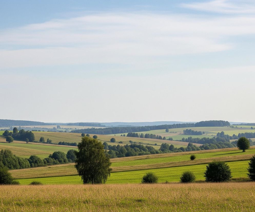 Rozległy, sielski krajobraz ukazuje pofalowane wzgórza pokryte polami uprawnymi i lasami. Na pierwszym planie dominuje pole złotej trawy, przechodzące w oddali w zielone pasy upraw, poprzecinane ciemniejszymi obszarami drzew i krzewów. Horyzont wyznacza pas gęstego lasu, a nad całością rozciąga się jasnoniebieskie niebo z delikatnymi, białymi chmurami.