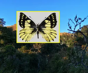 Polski naukowiec odkrył nowy gatunek motyla! Pomagała nawet armia