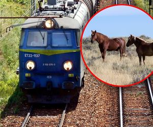 Przerażający wypadek. Siedem koni zginęło pod kołami pociągu