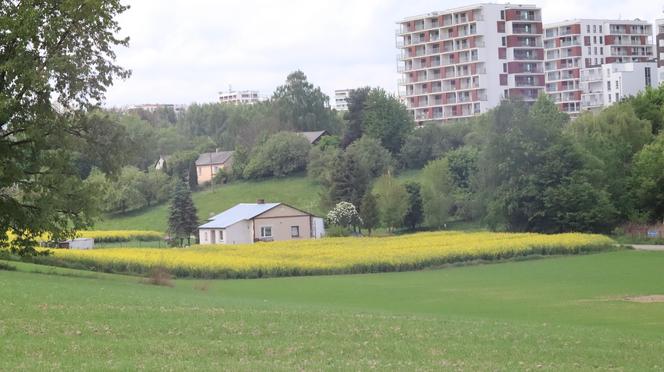 Chcesz zdjęcie? To się pospiesz! Rzepaki powoli zaczynają przekwitać [GALERIA]