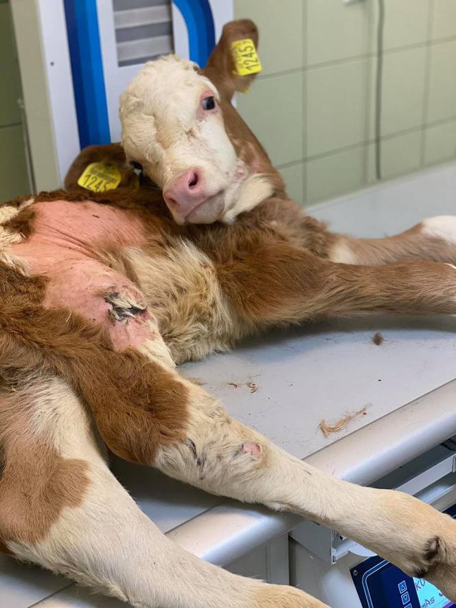 Cielak Pawełek musi nauczyć się chodzić [ZDJĘCIA