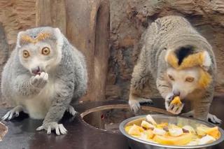 Ale słodziaki! Lemury z wrocławskiego zoo świętują urodziny. Zobacz jak zajadają banany i papaje 