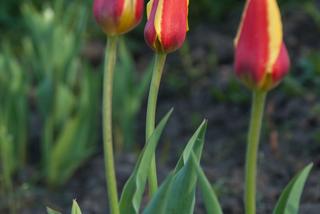 Tulipany Kaufmanna