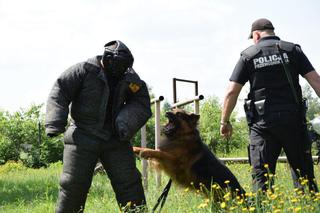 Policyjny pies Rudolf przeszedł na emeryturę. Służył w podkarpackiej policji