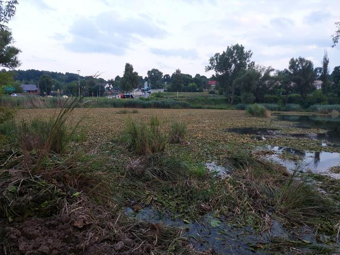 Rozpoczęli oczyszczanie Pasternika. Wątpliwości ornitologów i wędkarzy