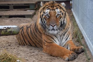 Co słychać w Zoo w Poznaniu w nowym rok? Zwierzęta też mają postanowienia noworoczne?