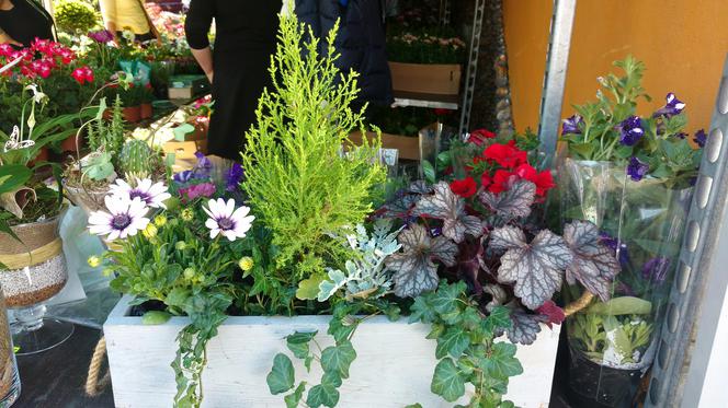 Chorzów: Kwiaty, zioła i dodatki do ogrodu. W Parku Śląskim trwa Święto Kwiatów [ZDJĘCIA]