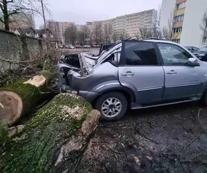 Powalone drzewa uszkodziły zaparkowane samochody