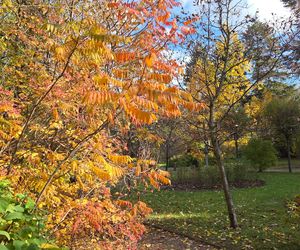 Jesień w Ogrodzie Botanicznym UKW. To ostatnia szansa na spacer wśród złotych liści!