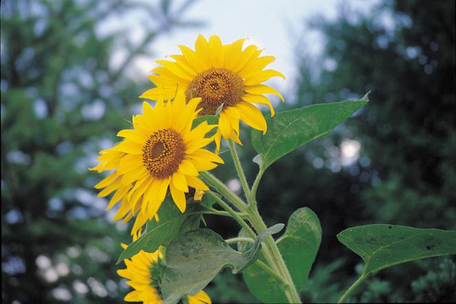 Słonecznik zwyczajny - Helianthus annuus, syn. Helianthus lenticularis