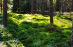 Torfowisko Baligówka
