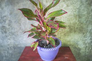 Rośliny do sypialni