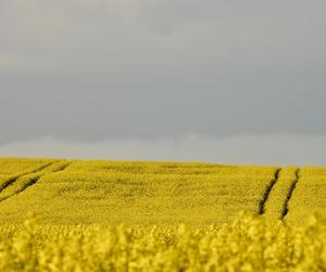 Rzepakowe pola w Świętokrzyskiem