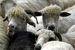 Owce barany owca