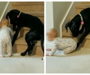Niemowlę próbuje wspiąć się po schodach. Troskliwy pies zrobił coś niesamowitego. Urocze wideo rozczuli każdego