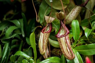 Dzbanecznik - Nepenthes