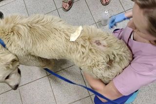Tak traktowano psa na Podhalu. Właściciel nie zdejmował mu obroży od 12 lat