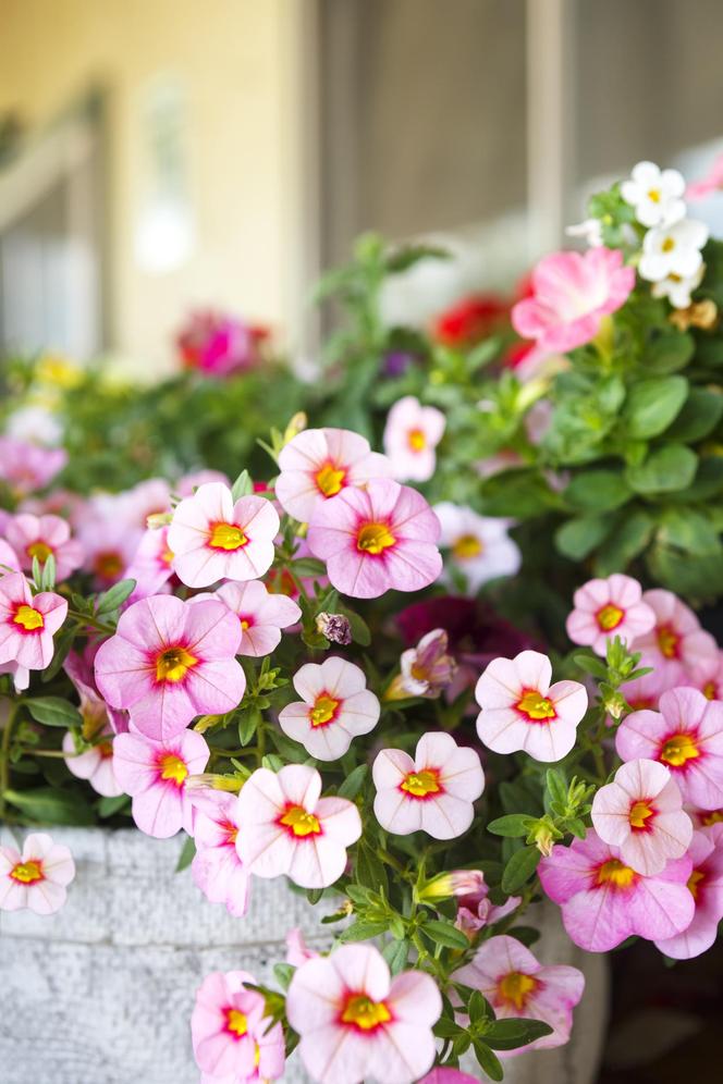 Calibrachoa, Million Bells. Zdjęcia