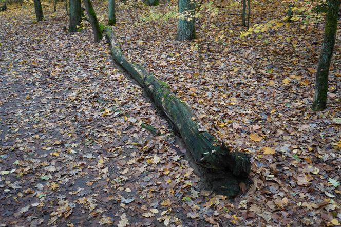 Rezerwat przyrody Żurawiniec w Poznaniu zachwyca także jesienią. Piękne zdjęcia złotej, polskiej jesieni