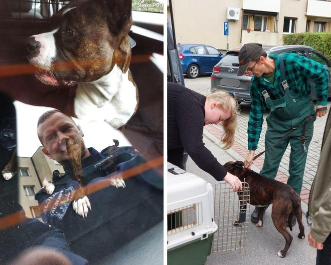 Agresywny pies na placu zabaw schwytany przez pszczyńską policję