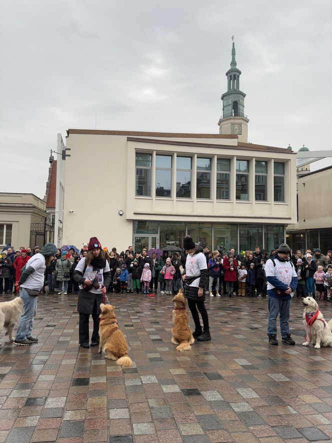 Golden Retriever WOŚP w Poznaniu