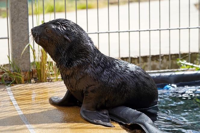 W ZOO Wrocław na świat przyszedł prawdziwy MODEL! Zobaczcie, jak pozuje młodziutki kotik