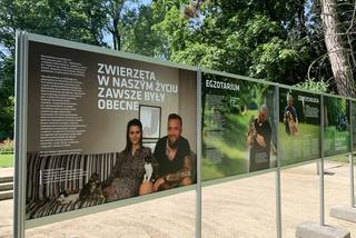 „Nie wygłupiaj się - adoptuj”. Miasto zorganizowało wyjątkową wystawę