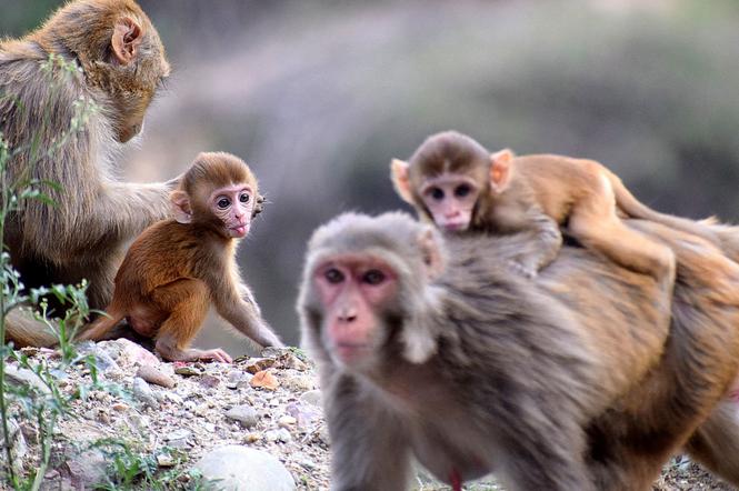 Zoo zaprasza zwiedzających. Ale... do małp nie podchodź! Czemu ich wybiegi są zamknięte?