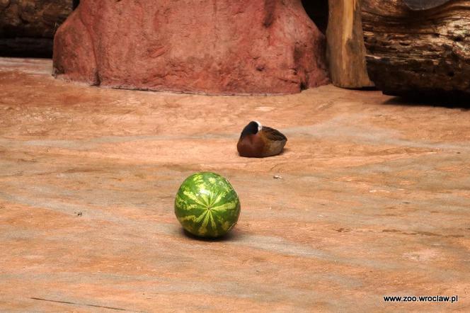 Mała Zumba i inne hipopotamy we wrocławskim zoo pokochały arbuzy. Grają nawet w water(melon) polo! [WIDEO, GALERIA]