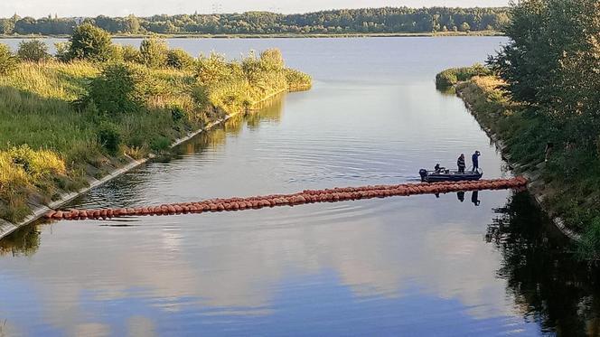 Przedłużono zakaz korzystania z jeziora Dzierżno Duże. Odłowiono już ponad 111 ton śniętych ryb