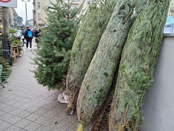 Drzewka świąteczne na Rynku Jeżyckim w Poznaniu