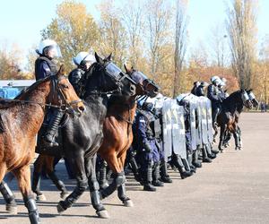 Atestacja koni służących w łódzkiej policji i straży miejskiej