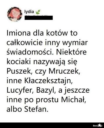Koty opanowały internet! Memy z mruczkami bawią do łez [TOP 45]