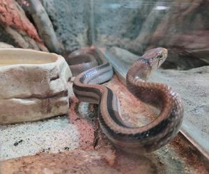 Egzotyczny świat na wyciągnięcie ręki! Zaglądamy do akwarium-terrarium w Myślęcinku