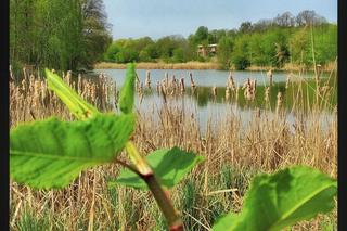 Staw Młyński na Naramowicach w Poznaniu