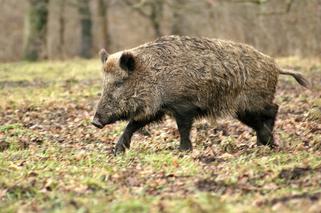 Będzie odstrzał dzików w lubuskiem. Na celowniku ponad 2000 zwierząt!