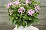 Pentas