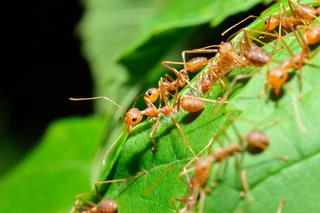 Sypię to garściami na mój trawnik w maju, a mrówki znikają w okamgnieniu. Sposób na mrówki w ogrodzie