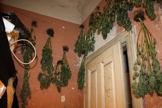Ogromna plantacja marihuany w centrum Krakowa. Rośliny były wszędzie! [ZDJĘCIA]