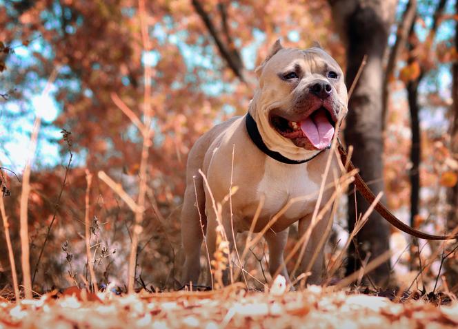 Pit Bull Terrier - potocznie Pitbull